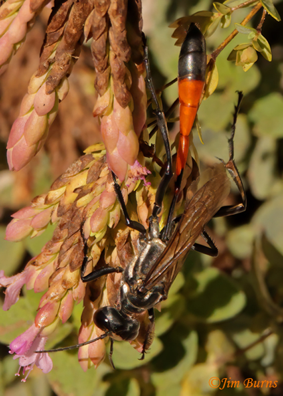 Common Thread-waisted Wasp