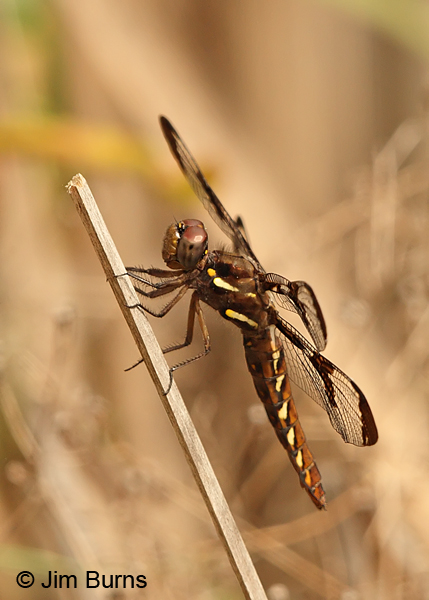 Common Whitetail female, Maricopa Co., AZ. August 2013