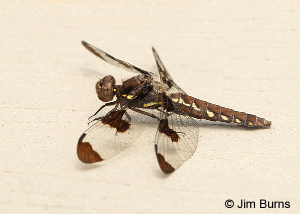 Common Whitetail female, York Co., ME, July 2014 