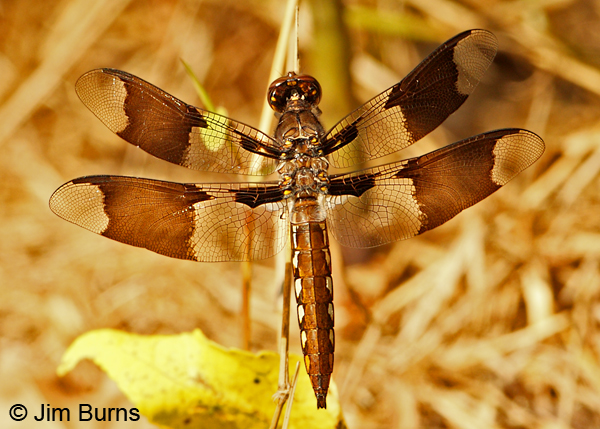 Common Whitetail immature male, Fairfax Co., VA, September 2012