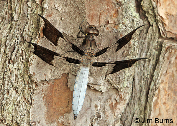 Common Whitetail male, Chesterfield Co., SC, May 2014