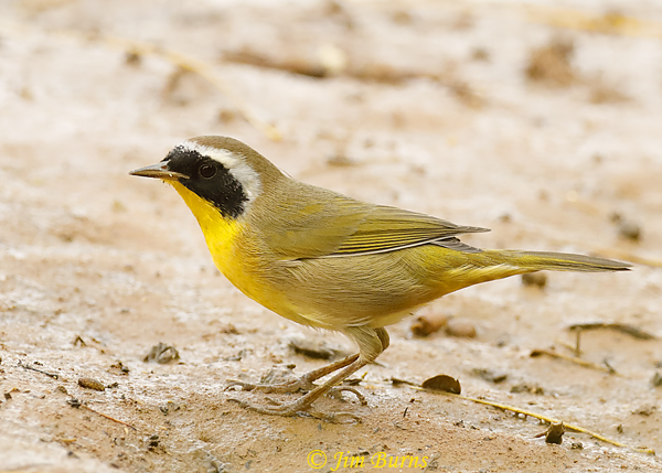 Common Yellowthroat on beach--7451