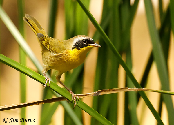 Common Yellowthroat in habitat #2--7480