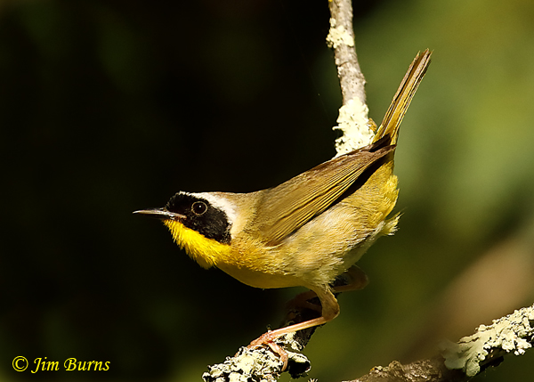 Common Yellowthroat male on alert--3597