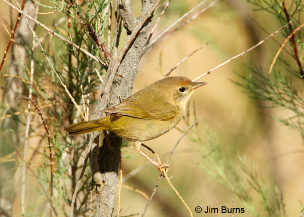 Common Yellowthroat female
