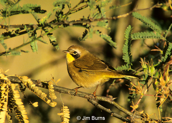 Common Yellowthroat immature male