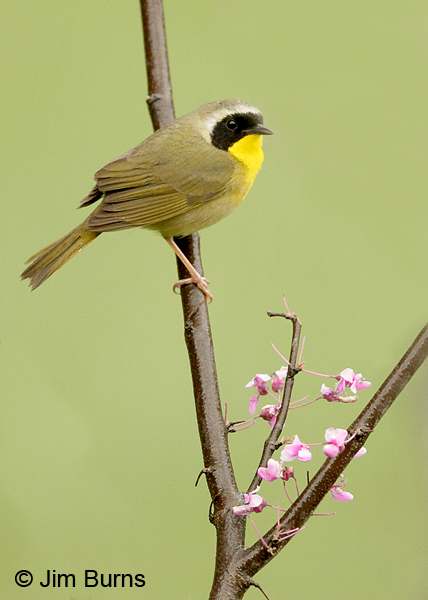 Common Yellowthroat male in Redbud