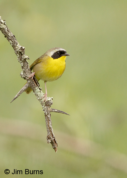 Common Yellowthroat male on branch