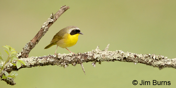 Common Yellowthroat male on lichen
