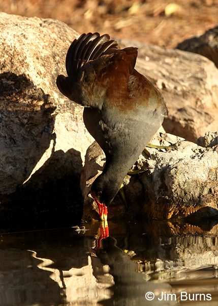 Common Gallinule drinking.