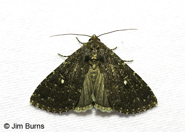 Condica albolabes underwing, Arizona