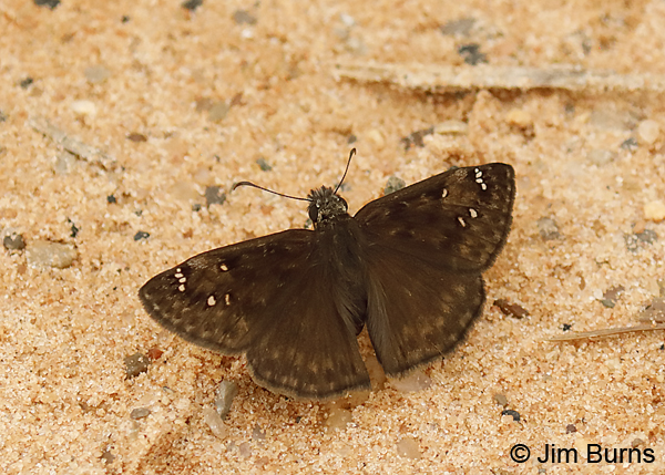 Confused Cloudywing male, Florida--8912