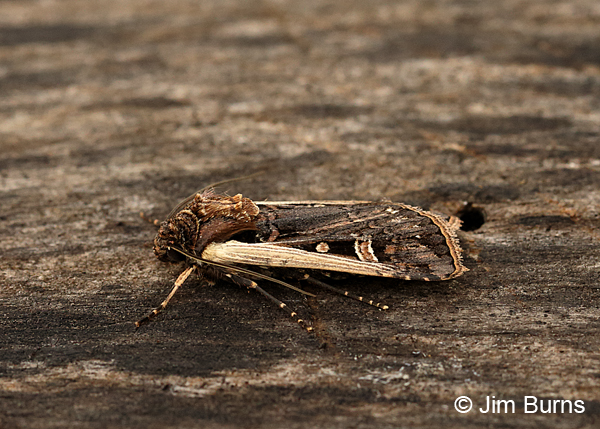 Confused Dart Moth dorsolateral view, Arizona