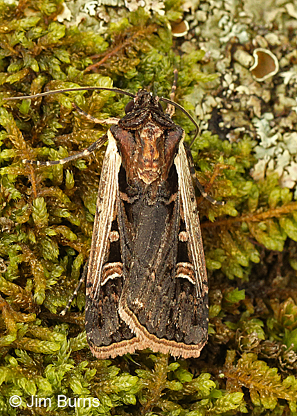 Confused Dart Moth on moss, Arizona