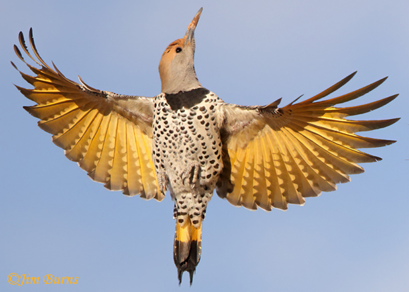 Female Flicker Rising