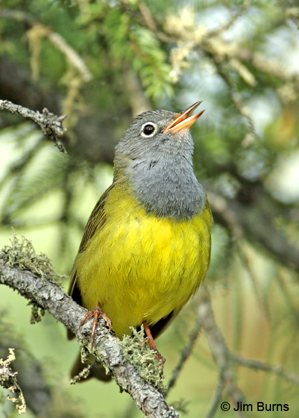Connecticut Warbler male singing