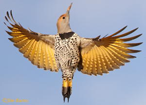 Gilded Flicker female wingspread