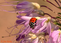 Convergent Lady Beetle (Hippodamia convergens)