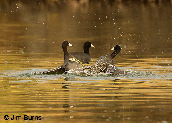 Coot Fight #3