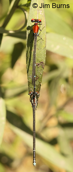 Coppery Dancer pair in tandem vertical, Edwards Co., TX, August 2013