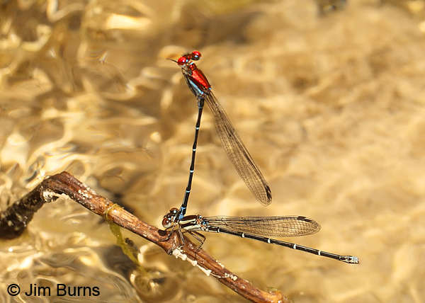 Coppery Dancer pair in tandem, Real Co., TX, August 2013