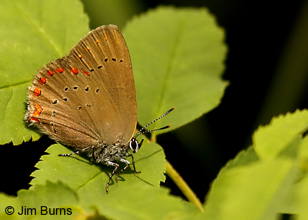 Coral Hairstreak, Minnesota--9801