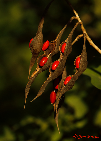 Coralbean seed pods, Texas--7576
