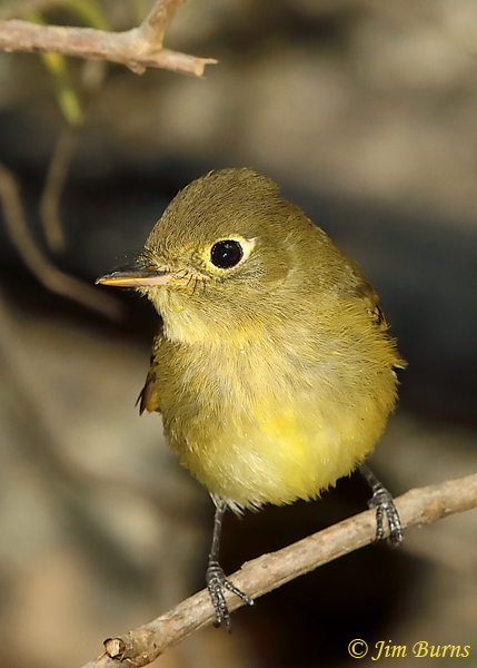 Cordilleran Flycatcher juvenile, late August showing yellow throat and underparts--5903