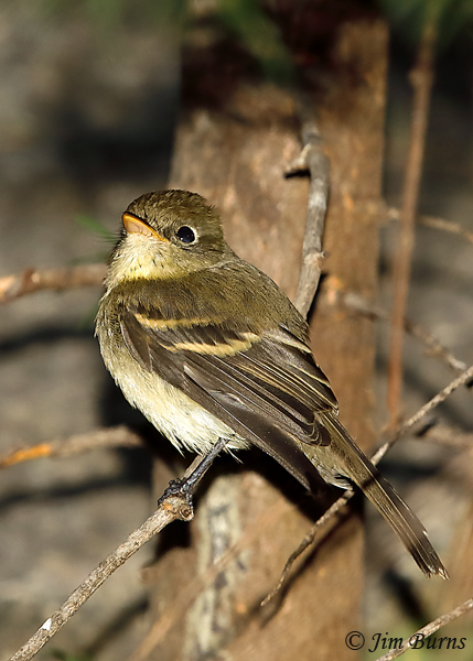 Cordilleran Flycatcher juvenile showing bright lower mandible--5937