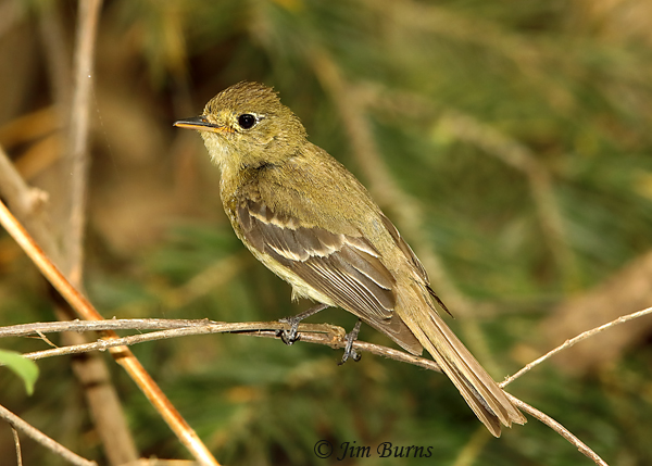 Cordilleran Flycatcher adult, late August showing worn wingbars--6059