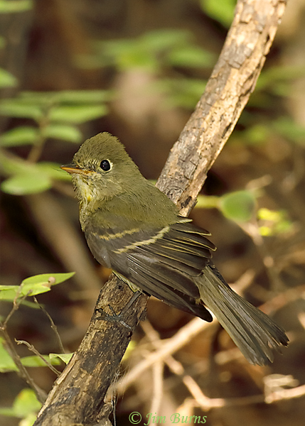 Cordilleran Flycatcher preening after bathing--6235