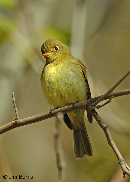Cordilleran Flycatcher lower mandible