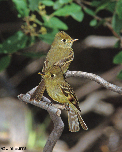 Cordilleran Flycatcher pair