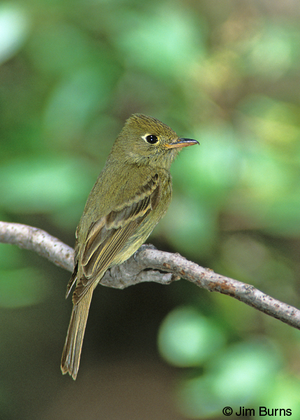 Cordilleran Flycatcher showing short primary extension and teardrop eyering