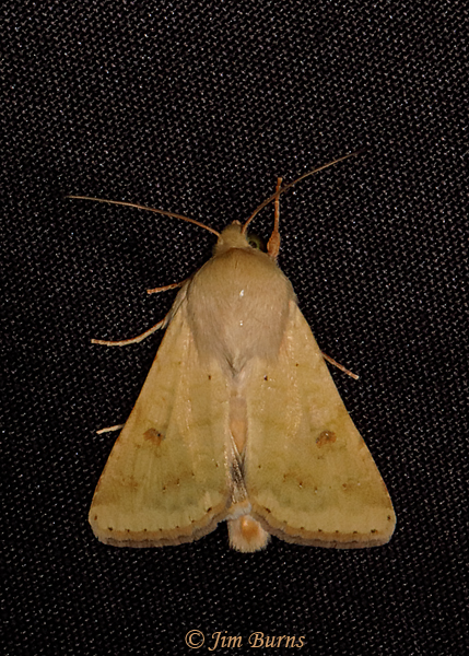 Corn Earthworm Moth--0707