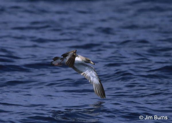 Cory's Shearwater