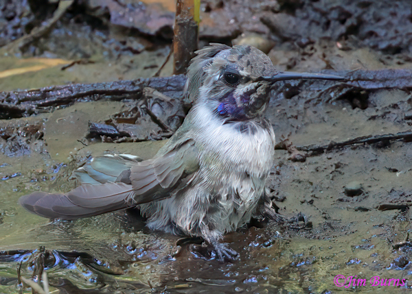 Costa's Hummingbird fledgling cooling off in mud hole on 118 degree July day--8357