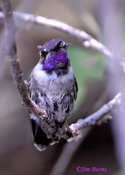 Costa's Hummingbird fledgling preening after bathing--8369