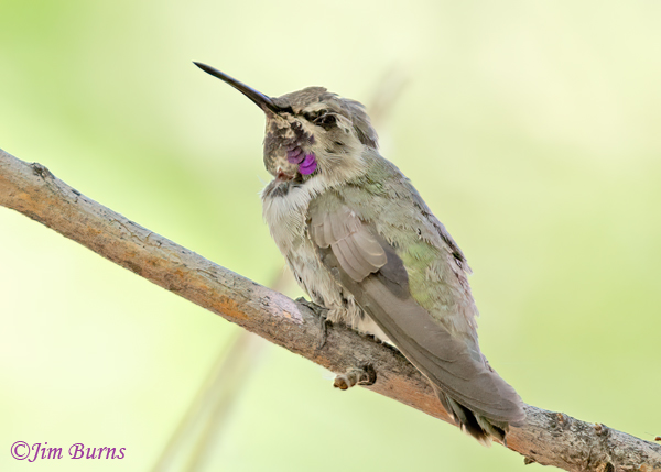 Costa's Hummingbird fledgling--8394
