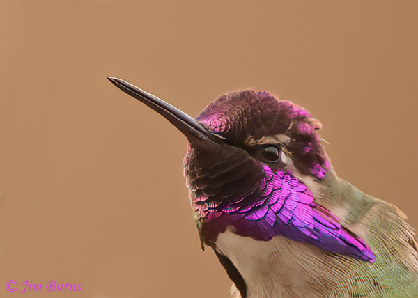 Costa's Hummingbird male, the color of purple #3--5109