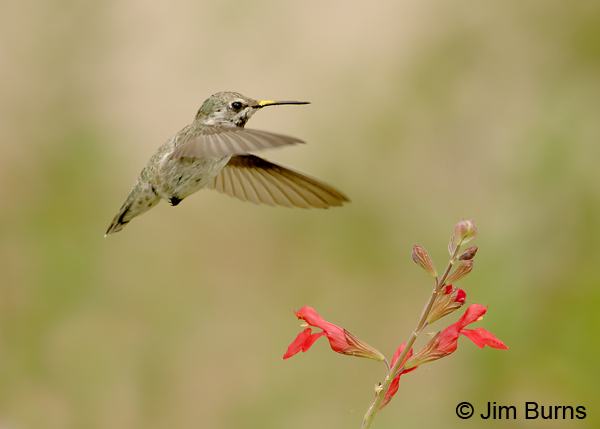 Costa's Hummingbird immature male with pollen on bill