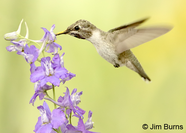 Costa's Hummingbird immature male at Larkspur