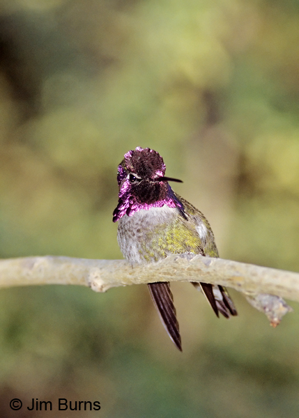 Costa's x Anna's Hummingbird hybrid male
