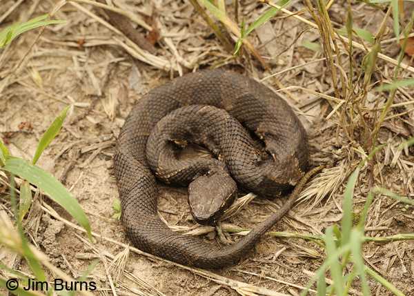 Eastern Cottonmouth baby, Oklahoma