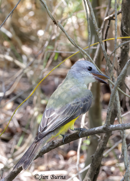Couch's Kingbird doral view showing greenish back--3328