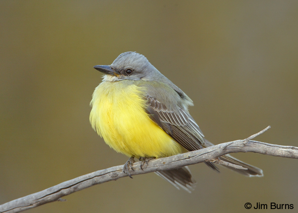 Couch's Kingbird
