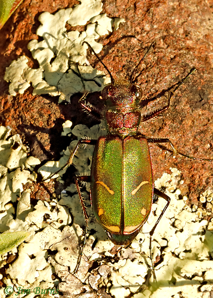 Cowpath Tiger Beetld