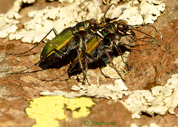 <div class="onecolumnbox">Content for  class "onecolumnbox" Goes Here</div>