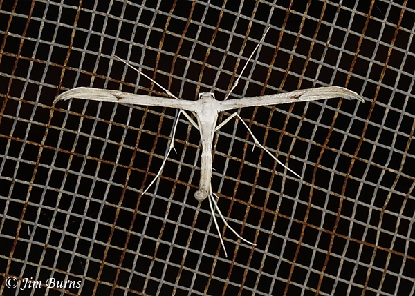 Coyote Brush Borer Plume Moth, Arizona--1528