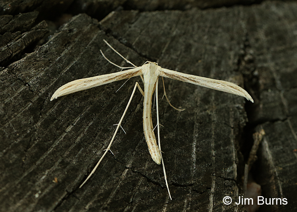 Coyote Brush Borer Plume Moth dorsal view, Arizona